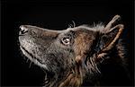 Studio portrait of alsatian dog looking up