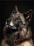 Close up studio portrait of alsatian dog