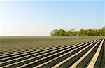 Ploughed fields, Espel, Noordoostpolder, Netherlands