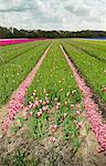 Rows of cut tulips, Egmond, Netherlands