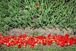 Discarded cut tulips, Egmond, Netherlands