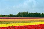 Multi colored tulip fields, Egmond, Netherlands