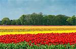 Red and yellow tulip fields, Egmond, Netherlands