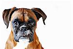 Boxer dog, portrait against white background