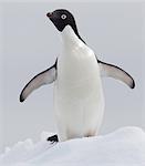 Adelie Penguin ice floe in the southern ocean, 180 miles north of East Antarctica, Antarctica