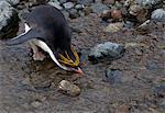 Royal penguin drinks fresh water, at the Royal penguin colony, at Sandy Bay, along the east coast of Macquarie Island, Southern Ocean