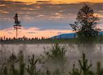 Mist and trees at sunset, Storforsen, Lapland, Sweden