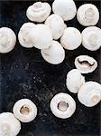 White mushrooms on black background