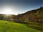 Landscape, Betws-y-coed, Snowdonia, Wales