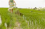 Rear view of woman strolling through rice fields, Gobleg, Bali, Indonesia