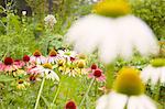 Close up of white and yellow echinacea flowers in herb garden