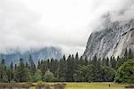 View of forest and misty mountains, Yosemite National Park, California, USA