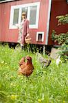 Field with free range hens and woman