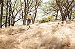 Elevated view of young man mountain biking up woodland hill, Mount Diablo, Bay Area, California, USA