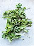 Overhead view of stems of mint leaves