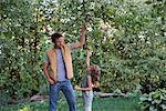 Father helping daughter reach apple on tree