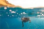 Woman swimming underwater, Oahu, Hawaii, USA