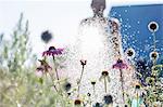 man watering flowers in garden