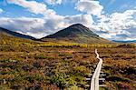 Boardwalk in meadow