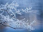 Frost on branches