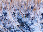 Frozen reeds