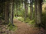 Path through forest