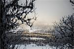 Winter landscape with frozen forest