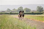 Two horses and riders on a gallops path, racing against each other in a training exercise. Racehorse training.