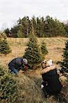 Mother and baby watching man cut tree in Christmas tree farm, Cobourg, Ontario, Canada