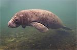 Manatee in the Crystal river, Florida, USA