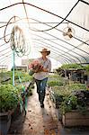 Young woman carrying bucket of snapdragons (antirrhinum) in flower farm poly tunnel