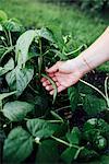 Hand picking runner bean