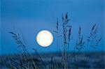 Silhouettes of grass, full moon on background