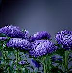 Blue aster flowers