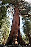 Giant sequoia tree, Yosemite National Park, California, USA