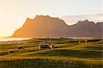 Sheep grazing in the green meadows lit by midnight sun reflected in sea, Uttakleiv, Lofoten Islands, Northern Norway, Scandinavia, Europe
