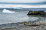 Old cargo boat on the shores of Half Moon Island, South Shetland Islands, Antarctica, Polar Regions