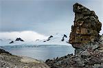 Penguins below dramatic rock formations, Half Moon Bay, South Sheltand Islands, Antarctica, Polar Regions