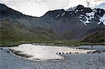 Antarctic fur seals (Arctocephalus gazella), Ocean Harbour, South Georgia, Antarctica, Polar Regions