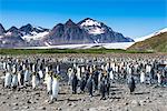 Giant king penguin (Aptenodytes patagonicus) colony, Salisbury Plain, South Georgia, Antarctica, Polar Regions