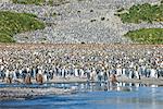 Giant king penguin (Aptenodytes patagonicus) colony, Salisbury Plain, South Georgia, Antarctica, Polar Regions