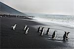 Chinstrap penguin group (Pygoscelis antarctica), Saunders island, South Sandwich Islands, Antarctica, Polar Regions