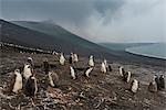 Chinstrap penguin colony (Pygoscelis antarctica), Saunders Island, South Sandwich Islands, Antarctica, Polar Regions