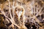 Baby albatross on Epanola Island, Galapagos Islands, Ecuador, South America