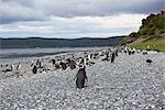 A magellanic penguin colony at the beach on Martillo Island, Tierra del Fuego, Argentina, South America