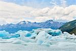 Blocks of ice float in one of the affluents of Lago Argentino, next to Perito Moreno Glacier, and wash ashore before they melt, Los Glaciares National Park, UNESCO World Heritage Site, Patagonia, Argentina, South America