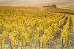 Dawn in the vineyards of Sancerre, Cher, Centre, France, Europe