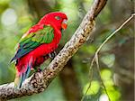 Close-up image of Chattering Lory living in a bird sanctuary near Plettenberg Bay, South Africa