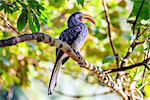 Southern Yellow billed Hornbill at a bird sanctuary near Plettenberg Bay, South Africa