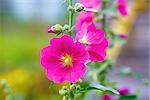 Bright pink hollyhock flower in garden. Mallow flowers. Shallow depth of field. Selective focus.